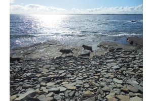 image of cover of in the footsteps of sheep with sheep on rocky shore