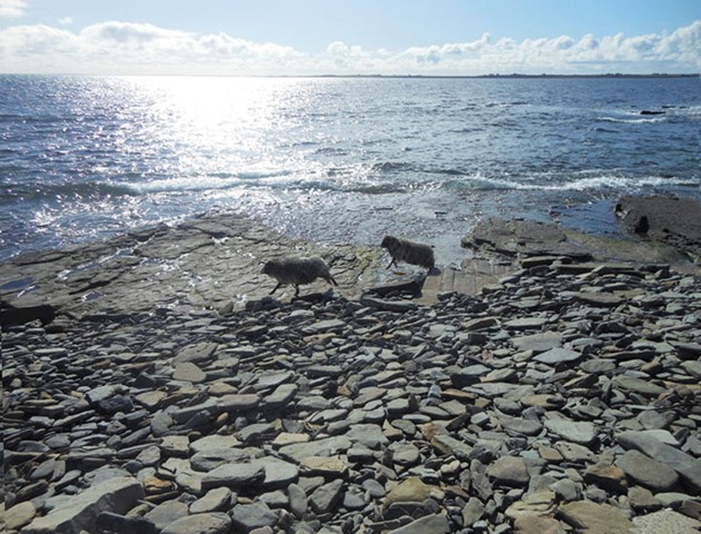 image of cover of in the footsteps of sheep with sheep on rocky shore